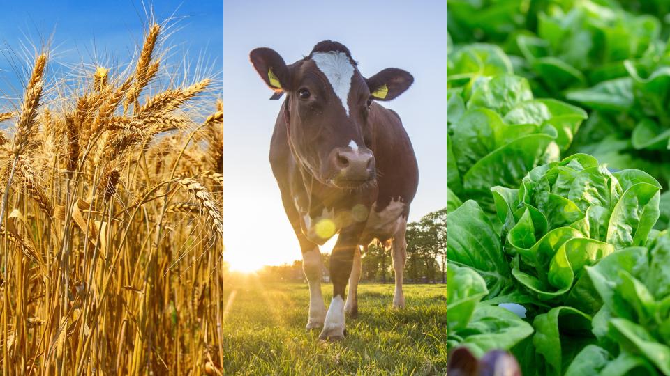 Abbildung von Getreide, Kuh, Salat
