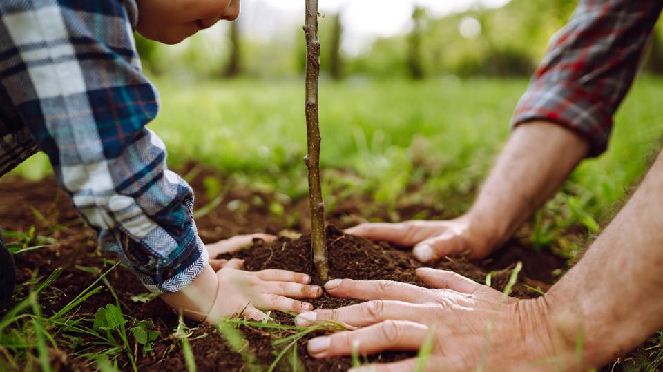 Kleines Kind pflanzt mit einer erwachsenen Person einen Baum