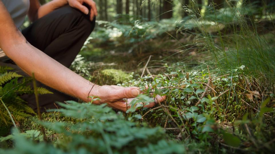 Eine Frau hebt in einem Wald Wildkräuter vom Boden auf