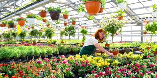 Gärtnerin arbeitet in einem Gewächshaus mit bunt blühenden Blumen